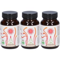 Französischer Moschus Cordyceps Bio