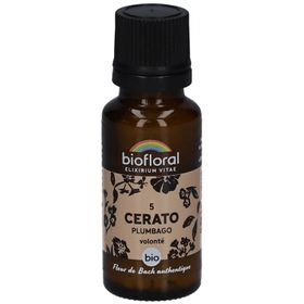 BIOFLORAL Cerato - Bleiwurz - Bio