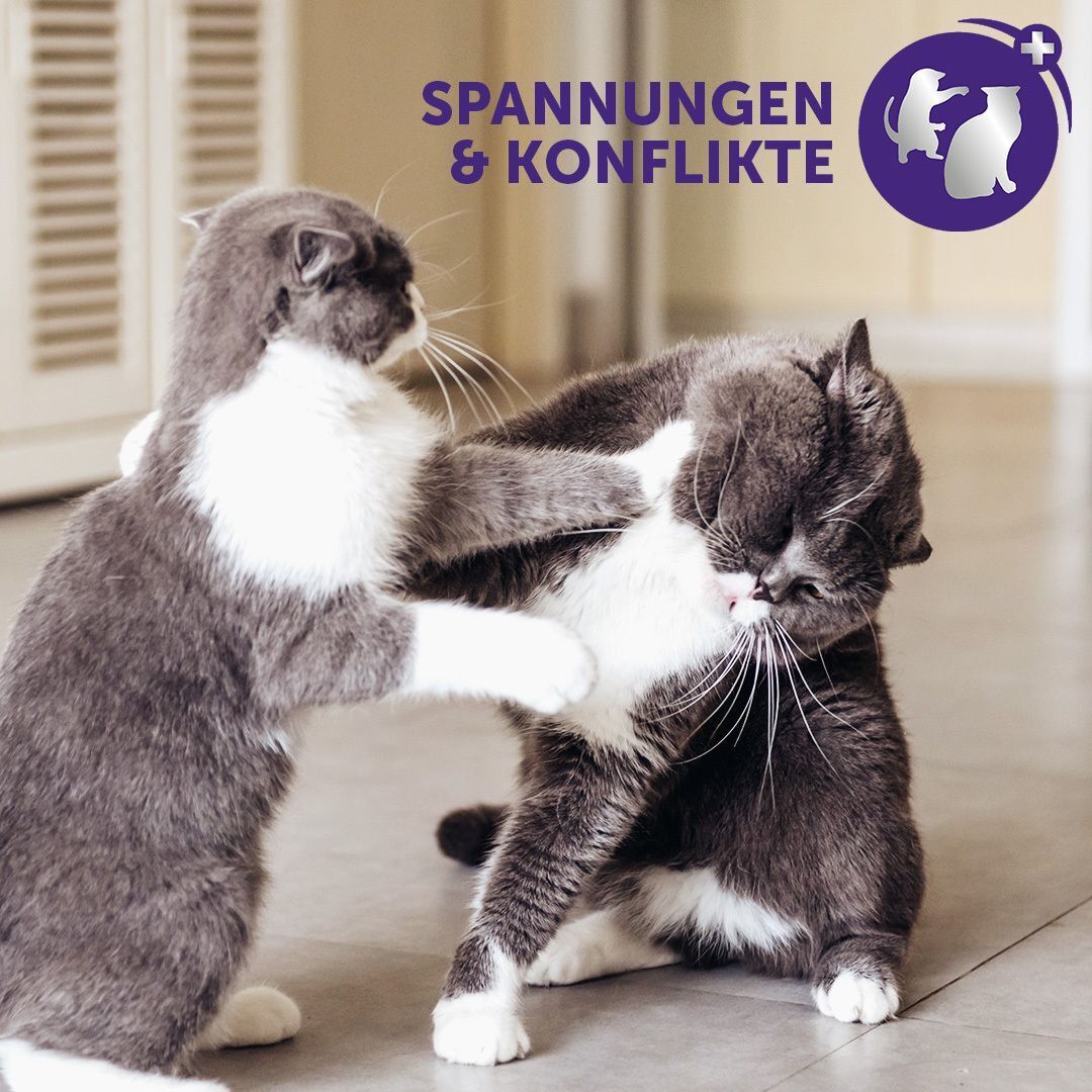 Zwei Katzen kämpfen. Text: Spannungen & Konflikte. Lila Kreis mit Katzen-Silhouette.