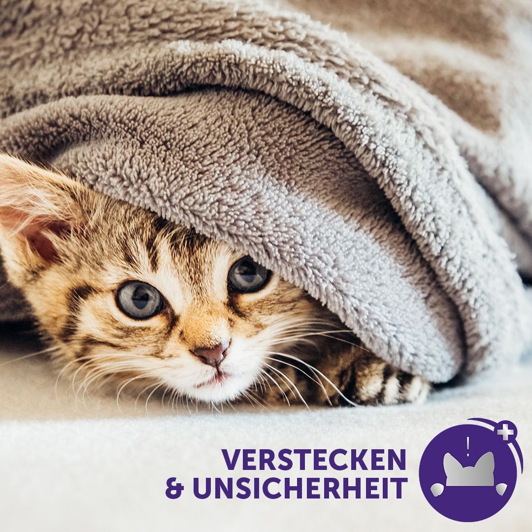 Katze versteckt sich unter Decke. Text: Verstecken & Unsicherheit. Lila Kreis mit Katzen-Silhouette.
