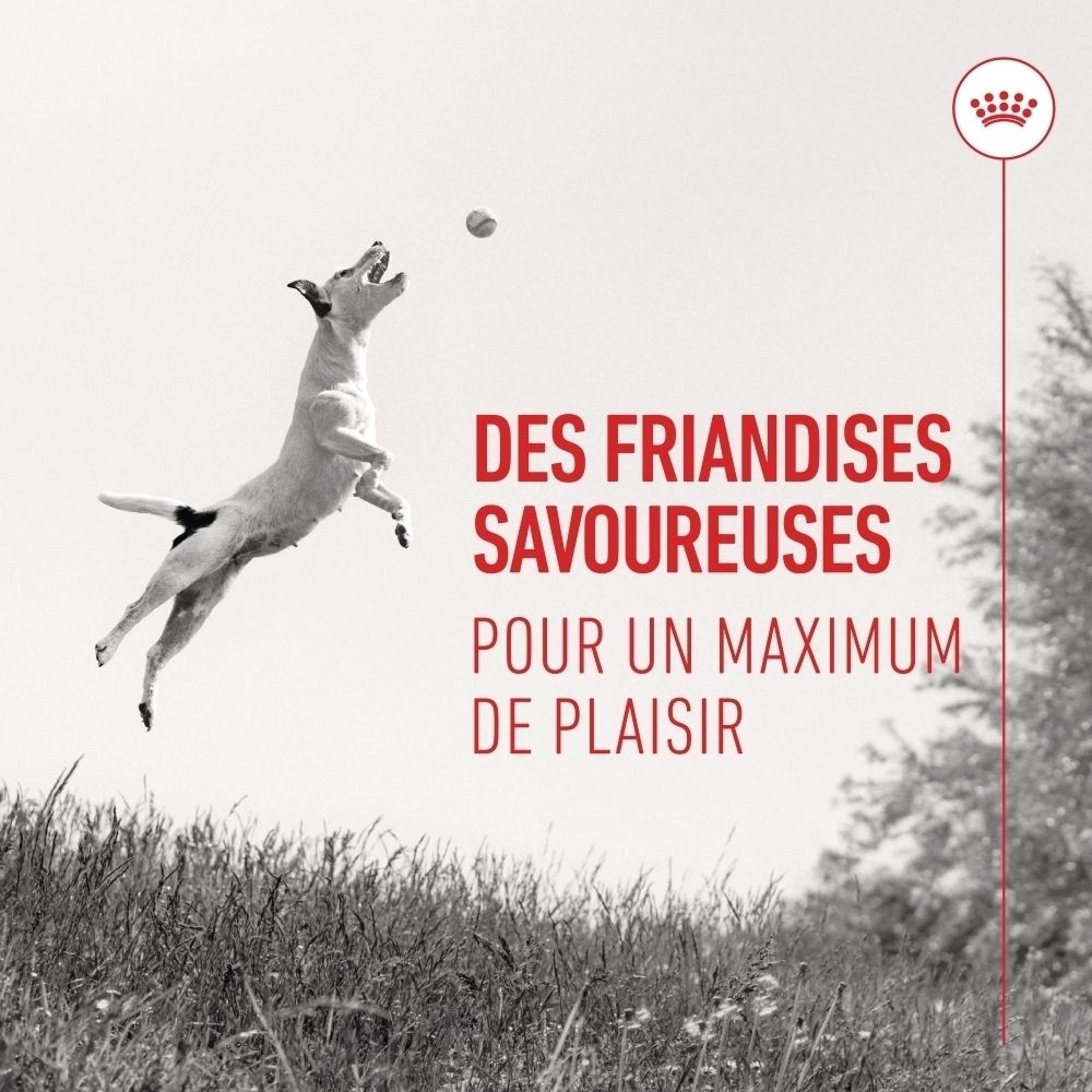 Sachet Royal Canin Training Treats : Des friandises savoureuses pour un maximum de plaisir.