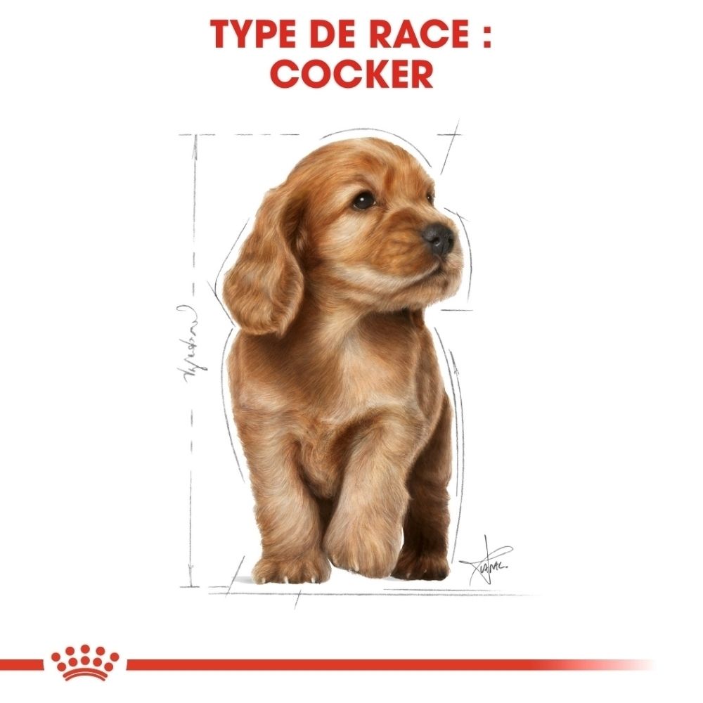 Ein braunes Cocker-Spaniel-Welpen-Porträt mit Skizzenlinien, die seine Form umreißen.
