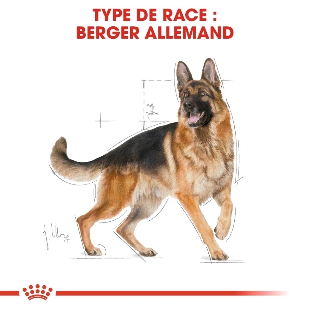 Deutscher Schäferhund mit schematischen Linien und Maßen.