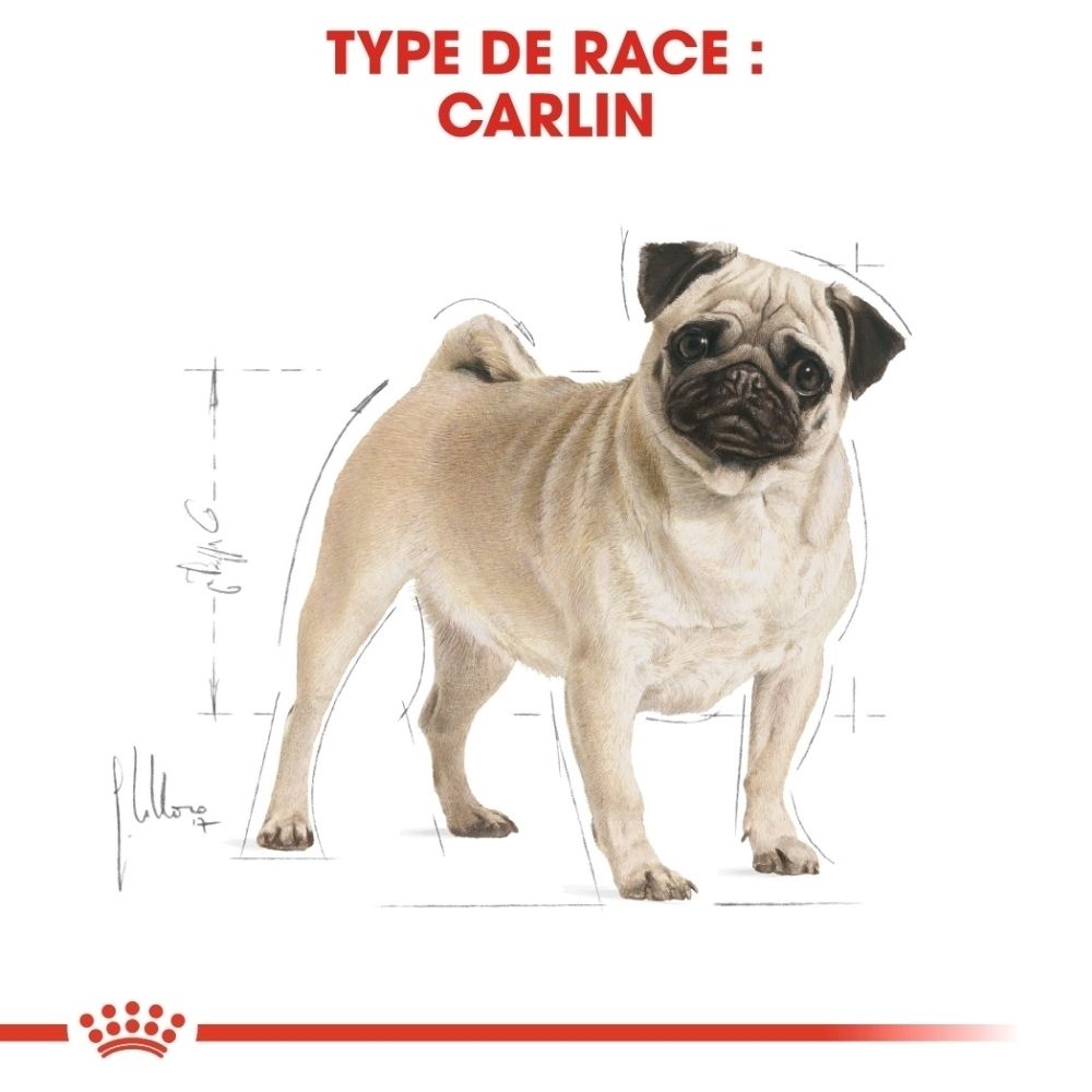Ein Mops mit beiger Fellfarbe und dunklem Gesicht. Daneben schematische Zeichnungen.