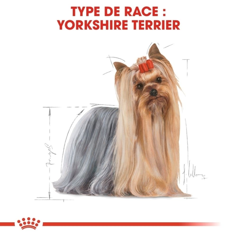 Yorkshire Terrier mit Illustration von Körpermaßen.