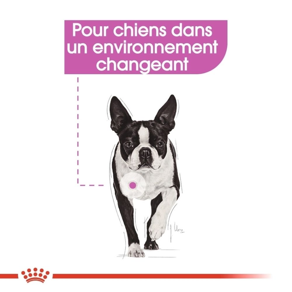 Boston Terrier mit rosa Kreis auf der Brust, Text über Hunden in wechselnder Umgebung.