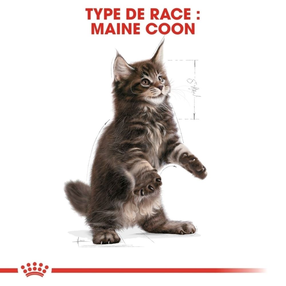 Junger Maine Coon Kater steht aufrecht, mit schematischen Linien daneben.
