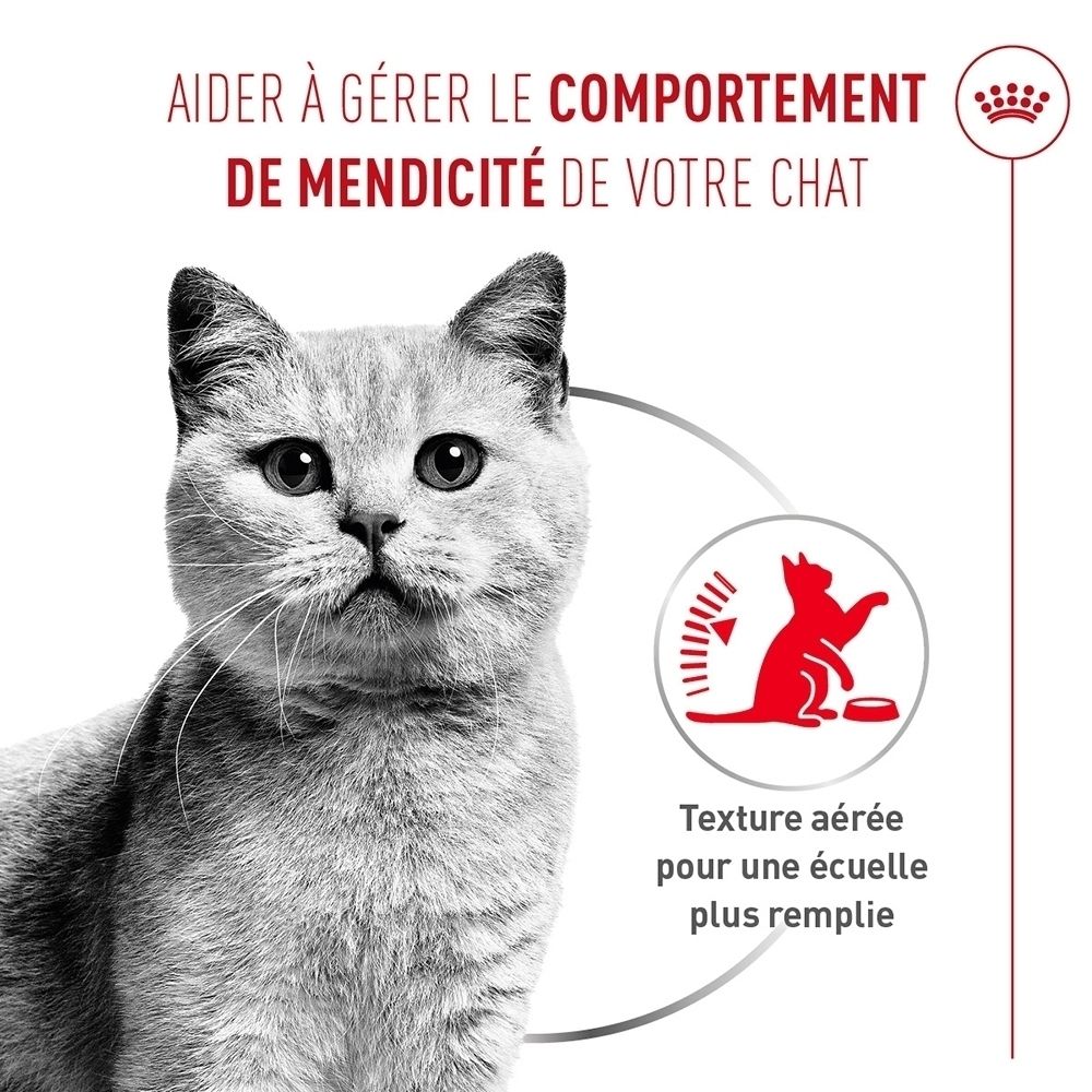 Grauer Kater blickt nach vorne. Daneben eine Grafik mit einer Katze, die frisst, und Text über luftige Textur.