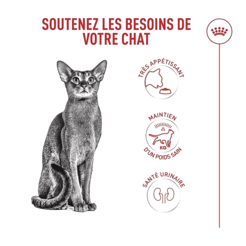 Abessinierkatze sitzt, daneben Icons für Appetit, Gewicht und Harnwege.
