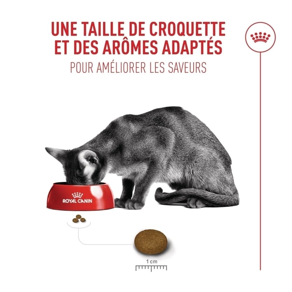 Katze frisst aus roter Schüssel. Einzelne Kroketten und Größenvergleich (1 cm).