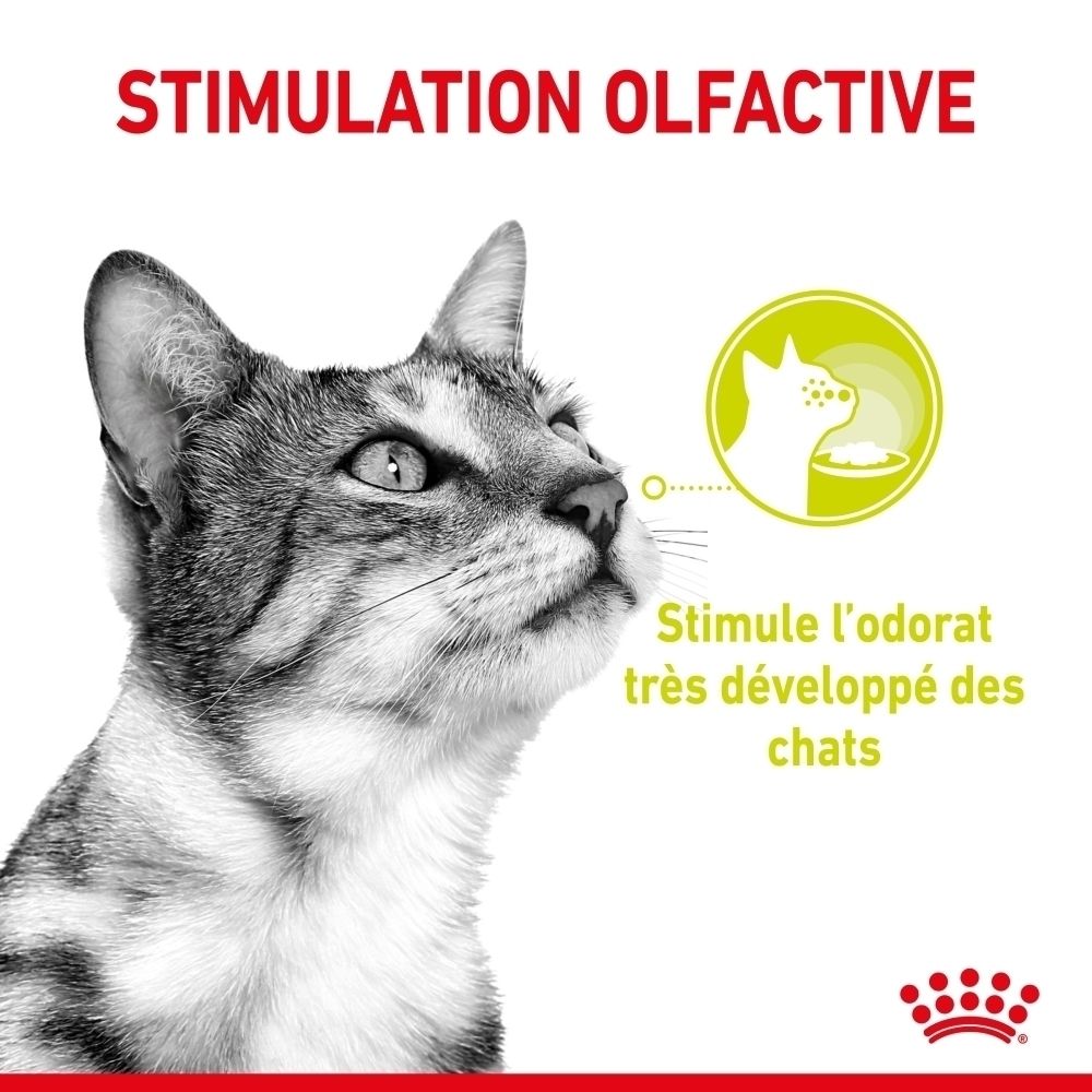 Katzenkopf mit Text "Stimulation Olfactive". Kleine Grafik zeigt Katze, die riecht.