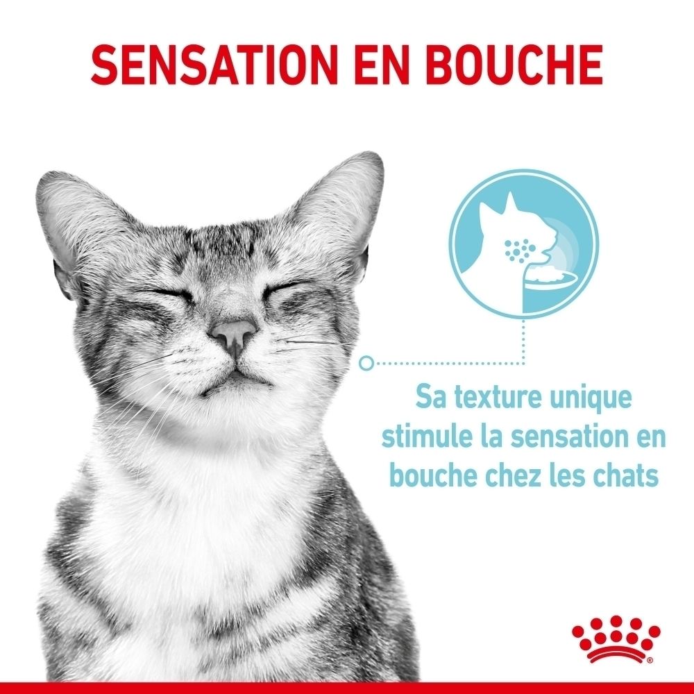 Graue Katze mit geschlossenen Augen, Text über Mundgefühl.