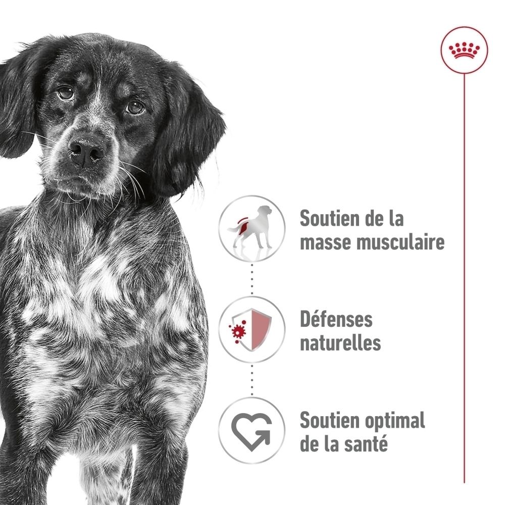 Schwarz-Weiß-Bild eines Hundes mit Symbolen für Muskelunterstützung, natürliche Abwehrkräfte und allgemeine Gesundheit.