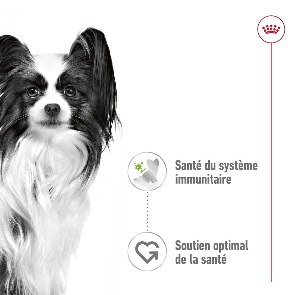 Gros plan d'un chien Papillon faisant la publicité de Royal Canin X-Small Adult.