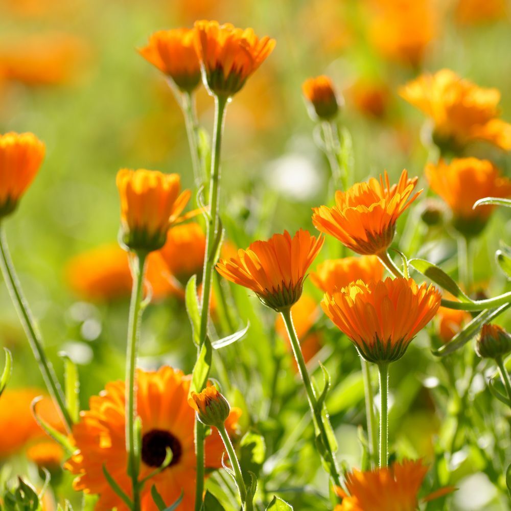 Weleda Calendula Zahnpasta