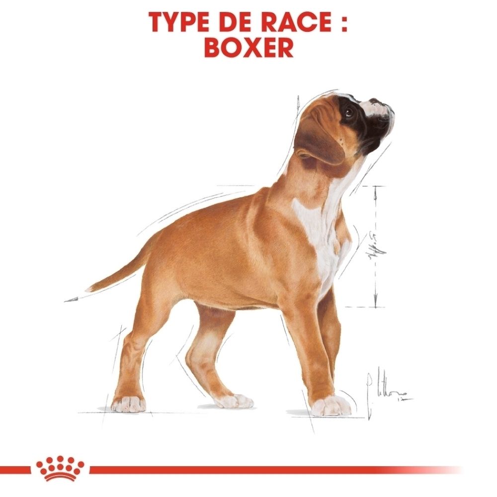Ein junger Boxerhund mit braunem und weißem Fell steht aufrecht. Technische Zeichnungen sind um ihn herum dargestellt.
