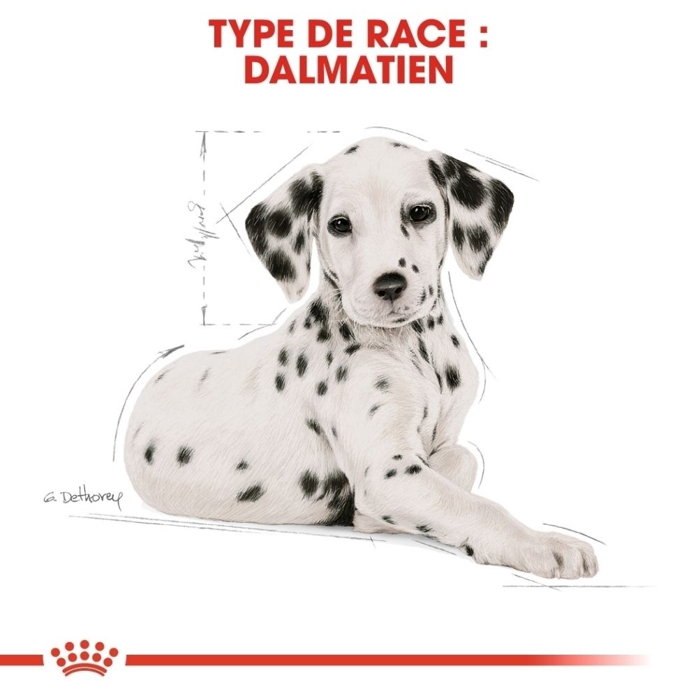 Représentation de croquettes et d'icônes pour le soutien immunitaire et digestif pour Royal Canin Dalmatien chiot.