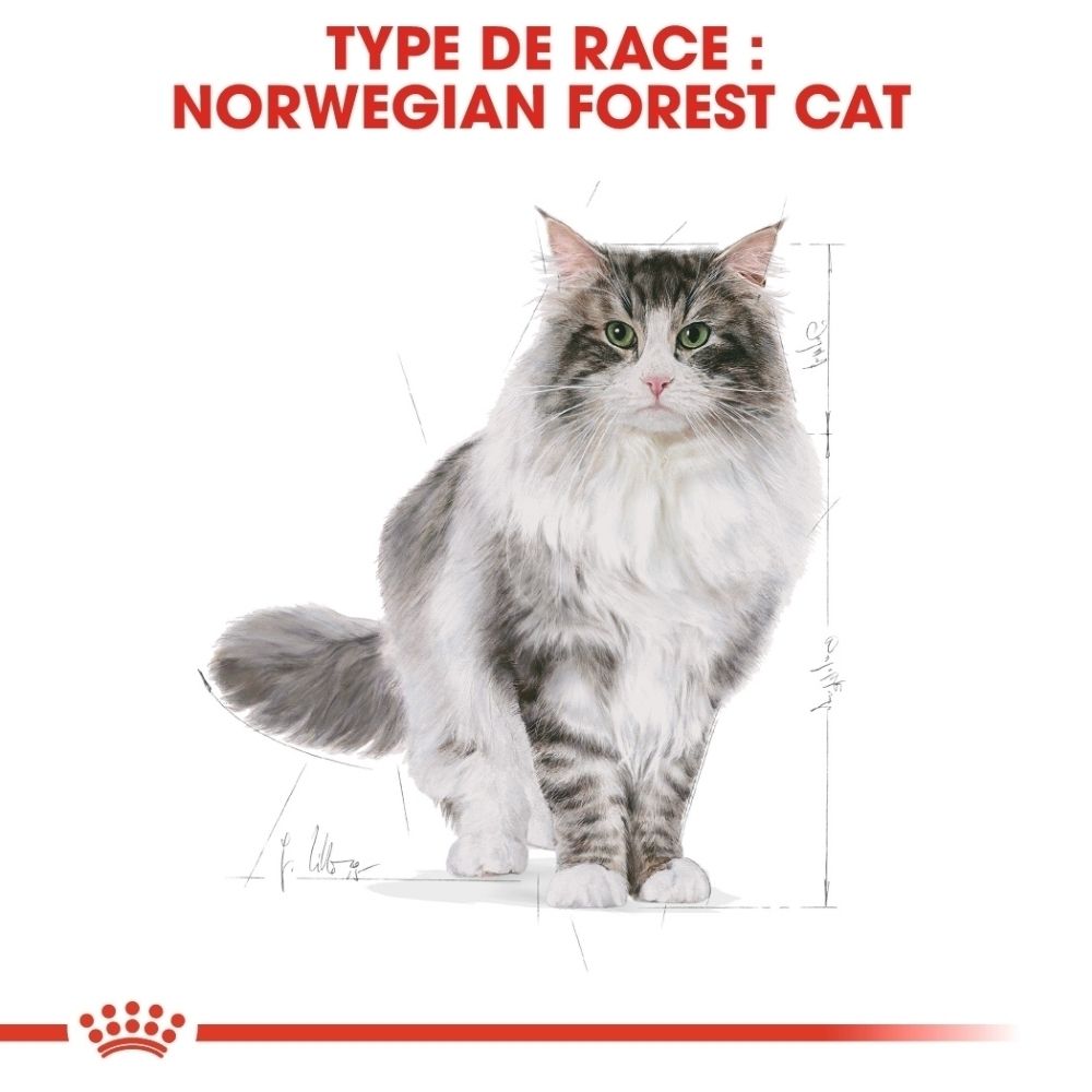 Norwegische Waldkatze mit grau-weißem Fell und grünen Augen, schematische Zeichnung daneben.