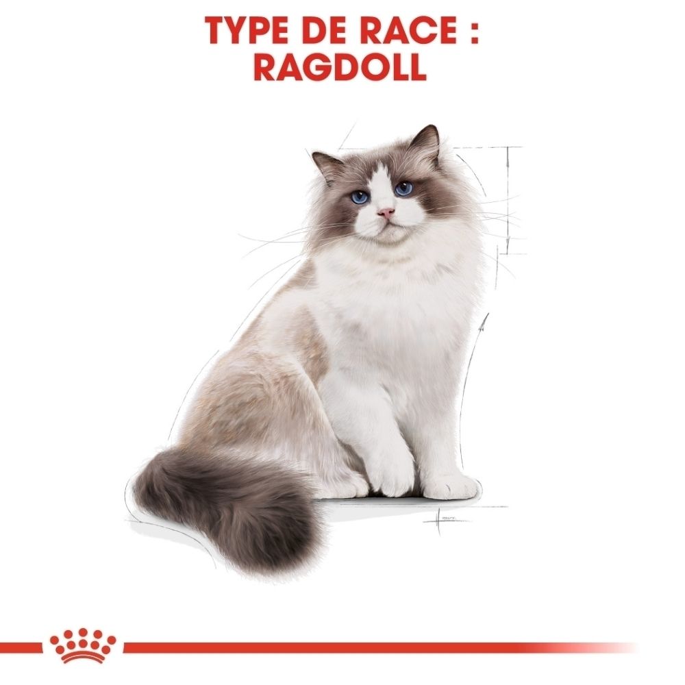 Ragdoll-Katze mit blauen Augen und langem Fell, sitzt aufrecht. Text: RAGDOLL.