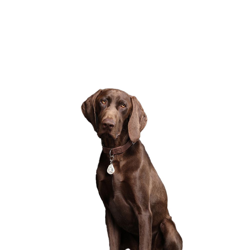 Verpackung für TICKLESS PET® Ultraschall-Zecken- und Flohabwehrgerät, 12 Monate Schutz.