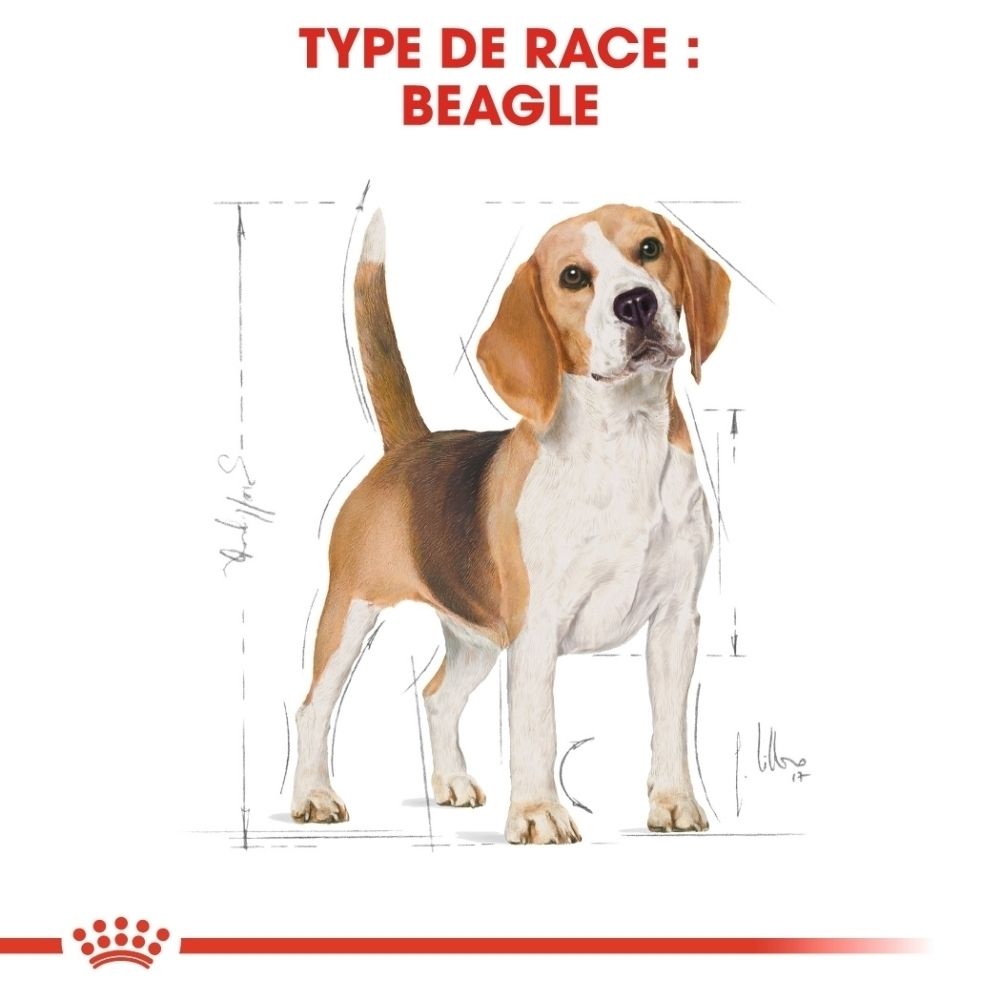 Croquettes spécialement conçues pour Royal Canin Beagle Adulte.
