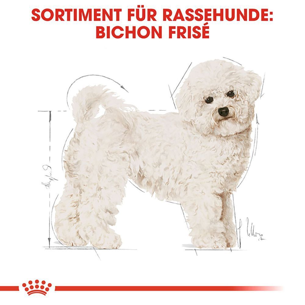Schemazeichnung eines Bichon Frisé Hundes mit Größenangaben.