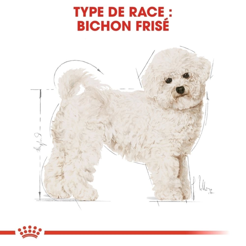 Illustration eines weißen Bichon Frisé Hundes mit schematischen Linien und Maßen.