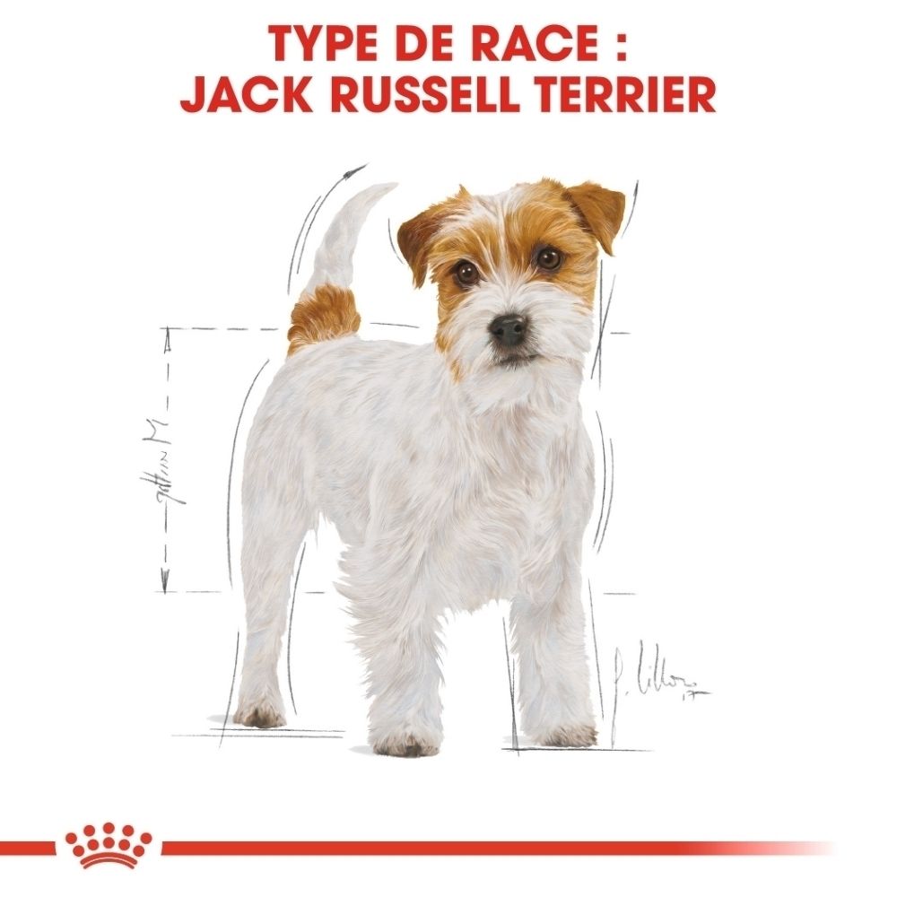 Illustration eines Jack Russell Terriers mit Rasseinformationen und Maßzeichnungen.