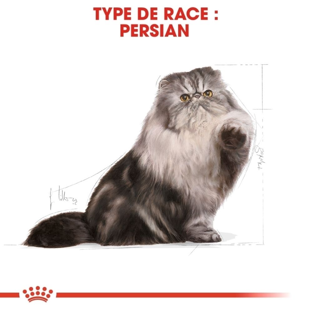 Illustration einer grauen Perserkatze mit langem Fell und gelben Augen.