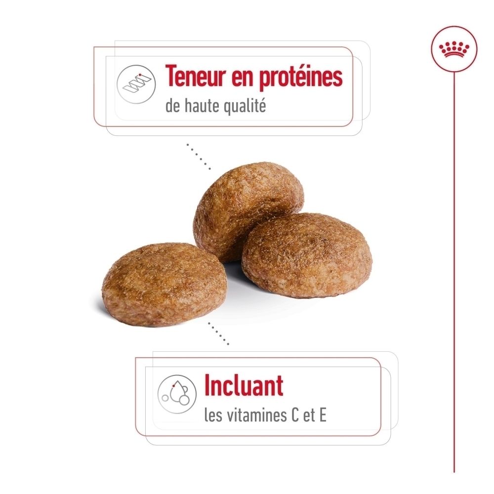Gros plan de croquettes pour chien avec détails sur les protéines et vitamines.