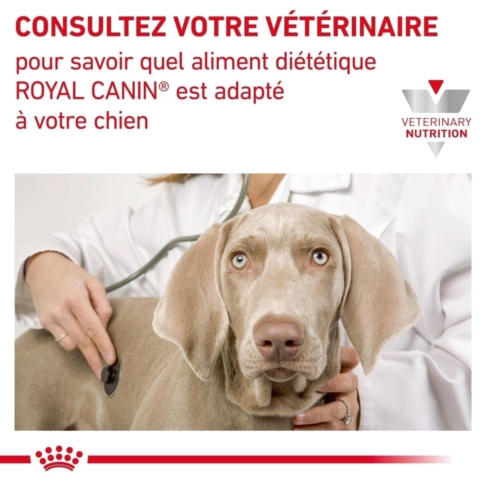 Vétérinaire examinant un chien avec un stéthoscope, avec une note sur la consultation Royal Canin.
