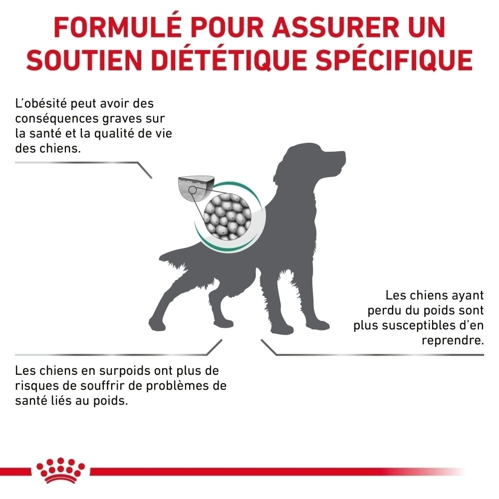 Illustration sur la nutrition scientifiquement développée pour chiens.