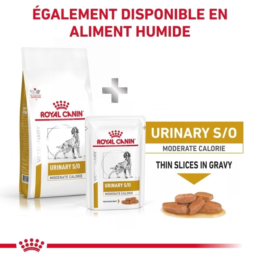 Un vétérinaire examine un chien, avec un texte sur les conseils concernant Royal Canin Urinary S/O Moderate Calorie.