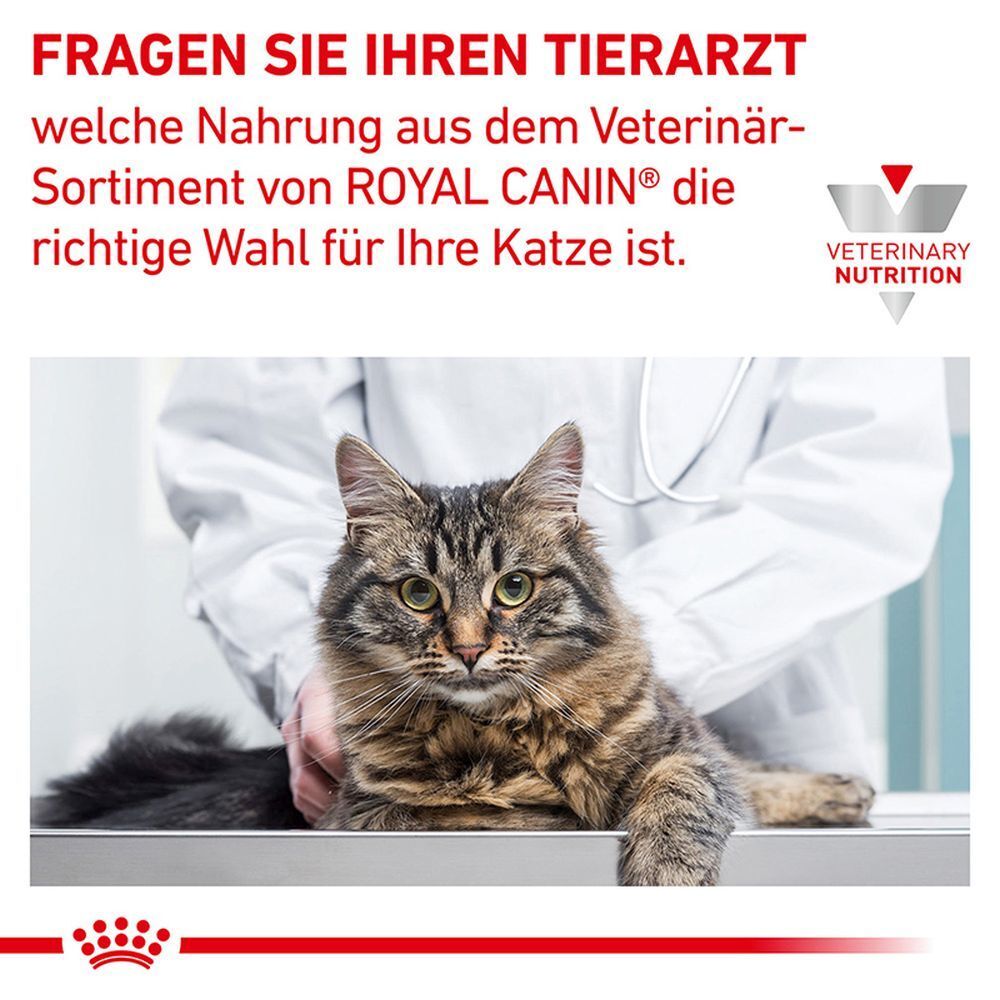 Katze mit Nieren-Symbol, das Nierenfunktionsstörung bei Katzen anzeigt.