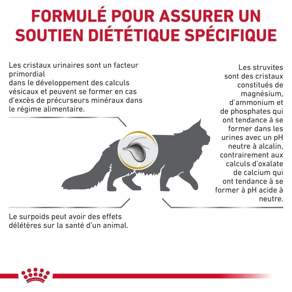 Consultez votre vétérinaire pour trouver la bonne alimentation ROYAL CANIN pour votre chat.