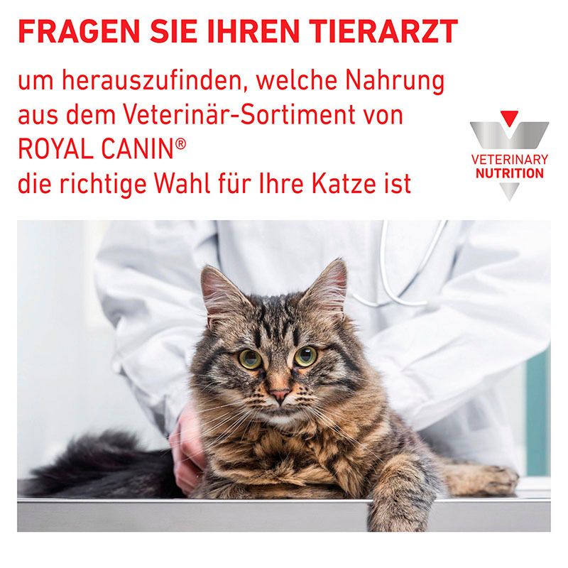 Eine Katze sitzt auf einem Untersuchungstisch, ein Tierarzt legt ihr die Hand auf.