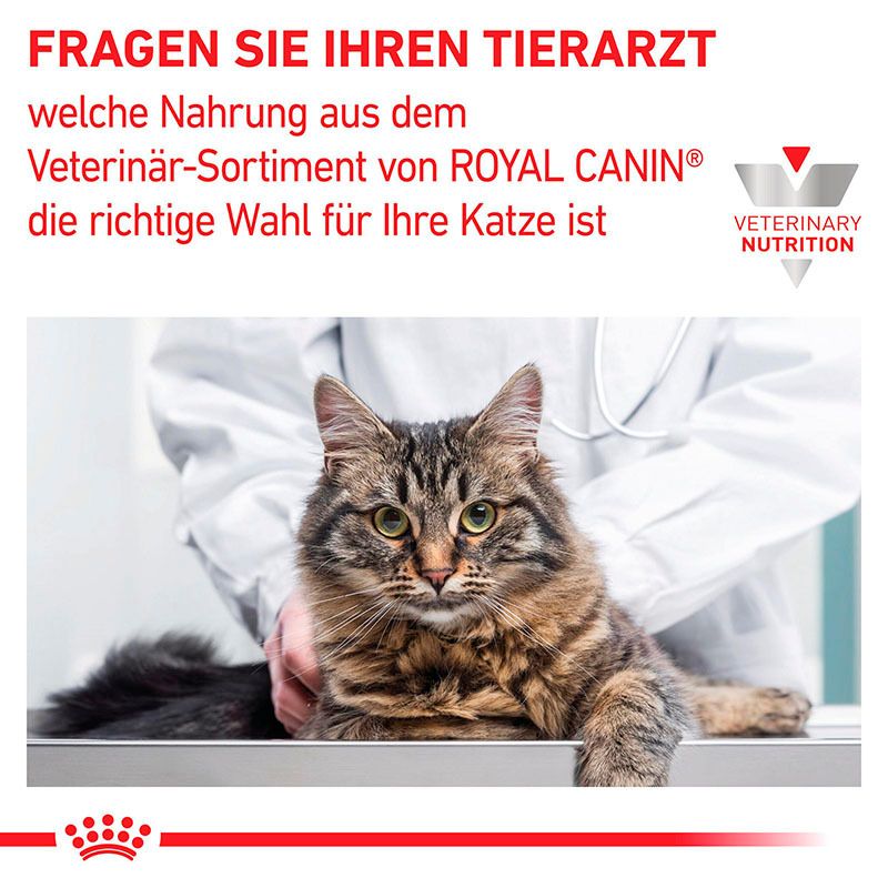 Eine Katze liegt auf einem Untersuchungstisch, ein Tierarzt im Hintergrund.