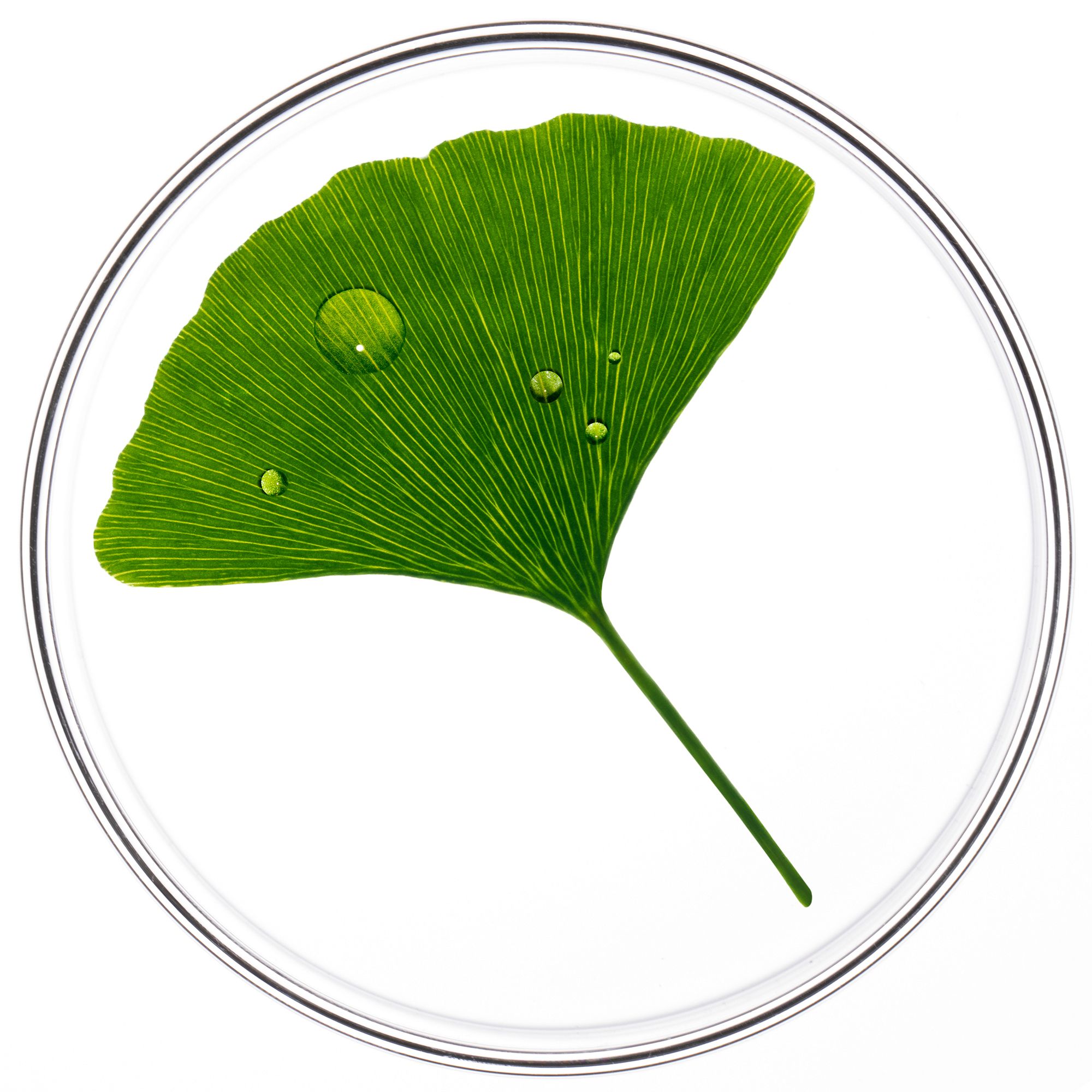 Feuille de ginkgo verte dans un bol rond transparent. Quelques gouttes d'eau.