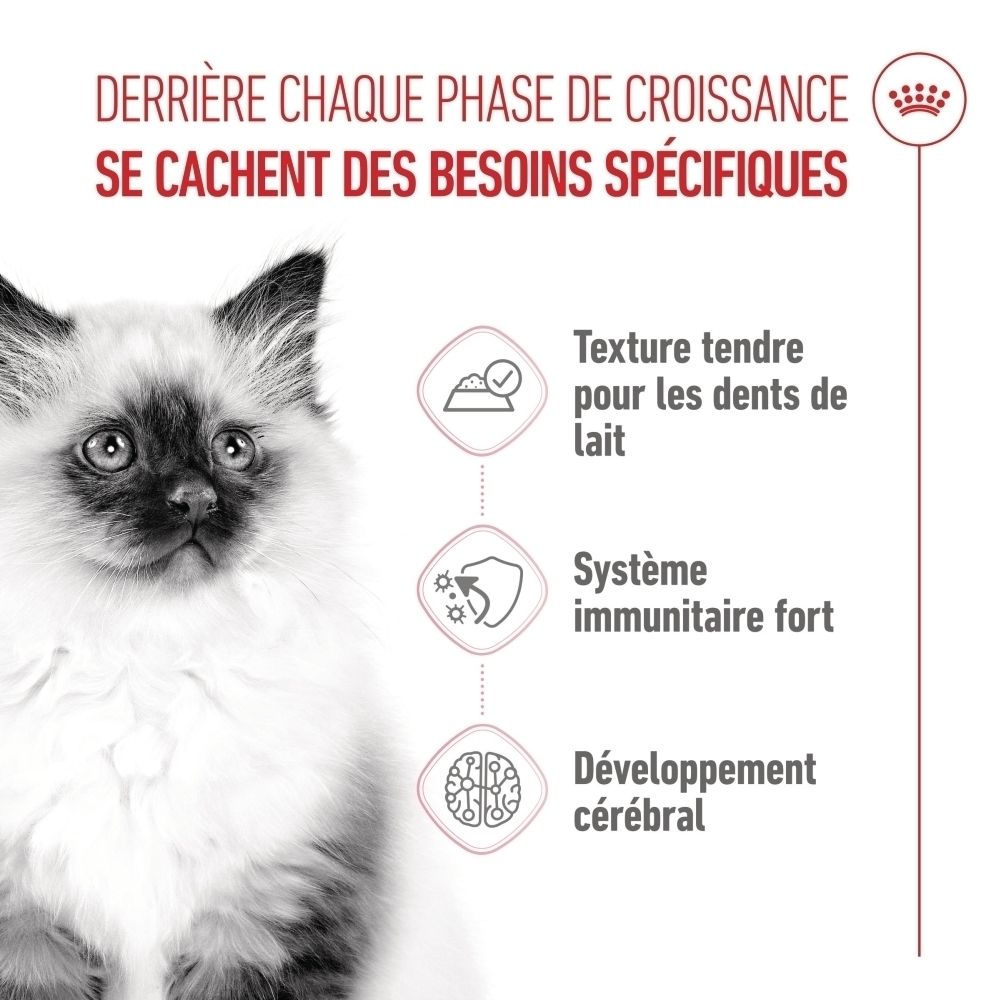 Jungkatze mit Symbolen für zarte Textur, starkes Immunsystem und Gehirnentwicklung.