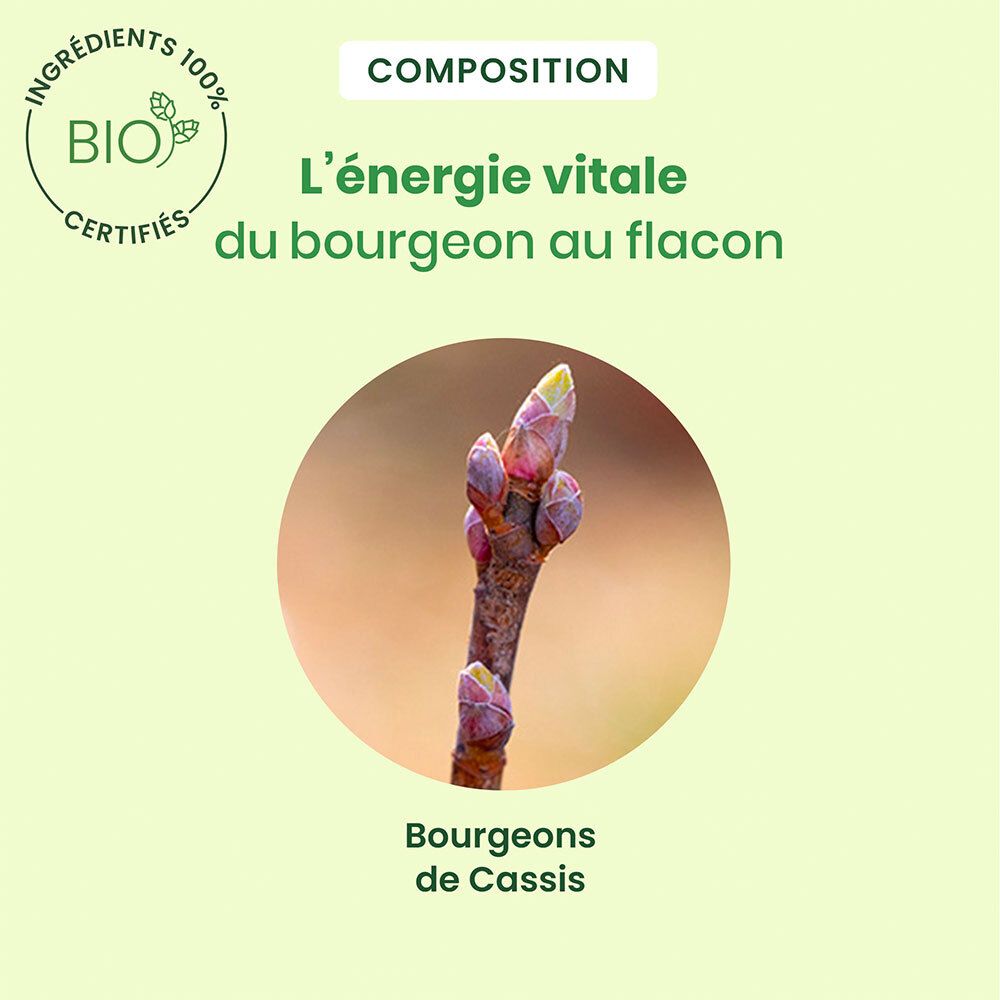 Nahaufnahme von Knospen. Text: Bourgeons de Cassis. Bio-Zertifizierung.