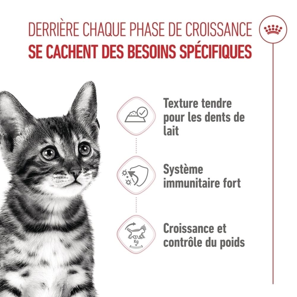 Jungkatze mit Icons für zarte Zähne, Immunsystem und Gewichtskontrolle.