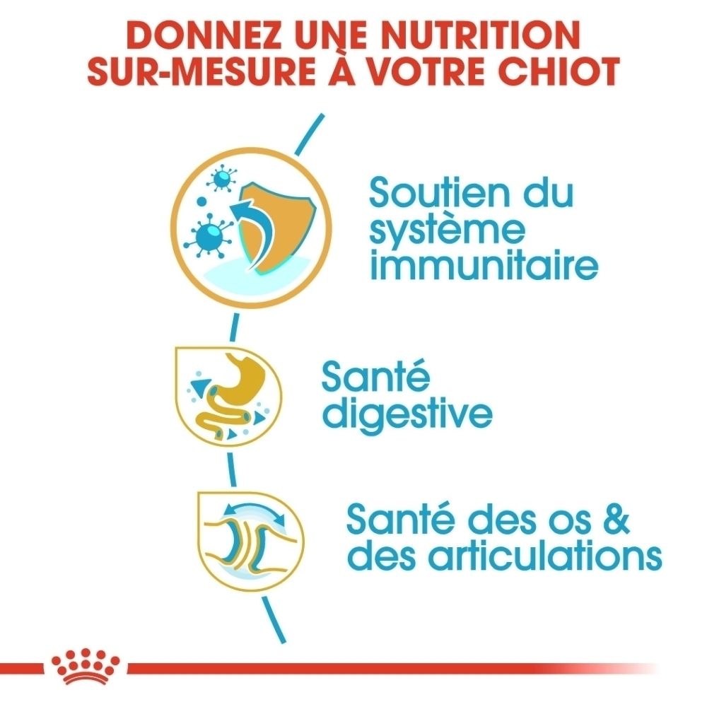 Graphique montrant les stades de vie d'un chiot Bulldog de 2 à 12 mois.