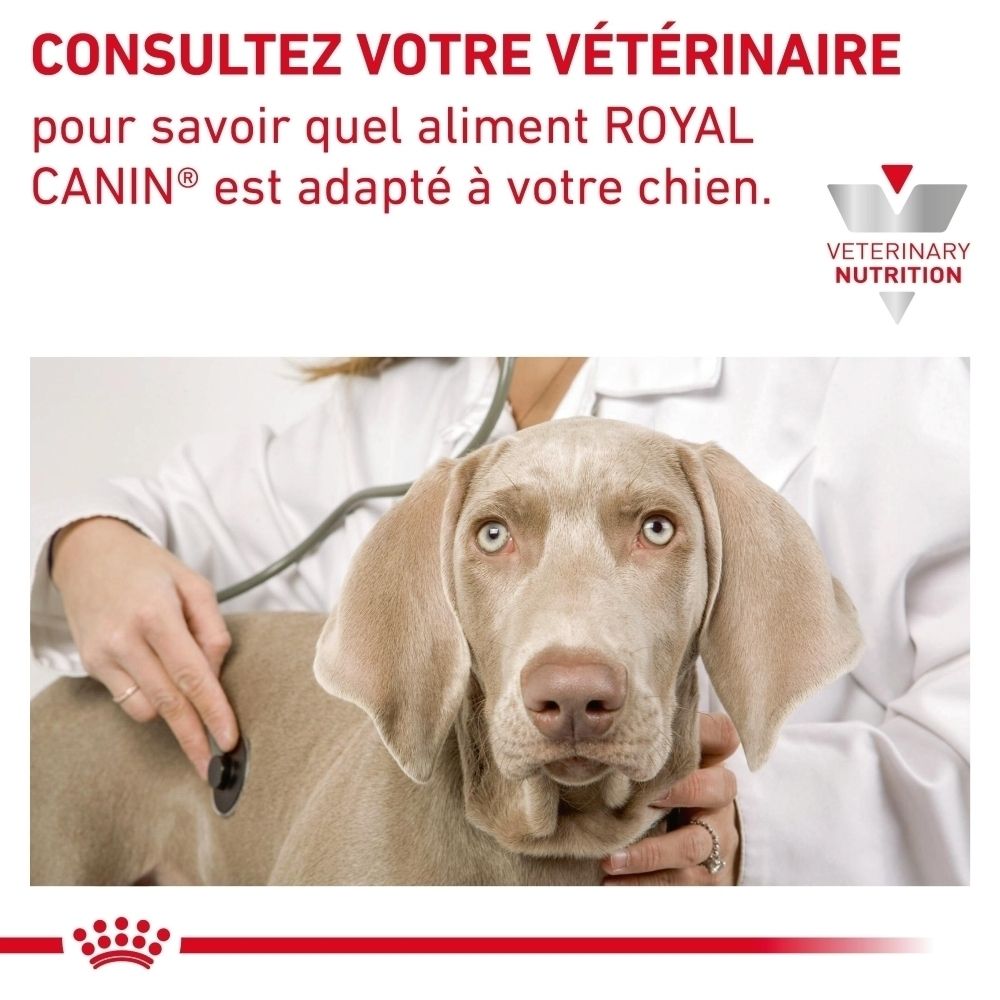 Vétérinaire examinant un chien; recommandation pour Royal Canin Veterinary Gastrointestinal High Fibre.