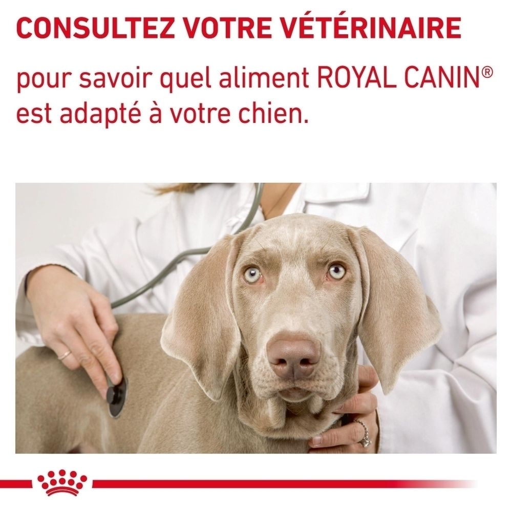 Un vétérinaire conseille sur la nourriture Royal Canin adaptée à votre chien.