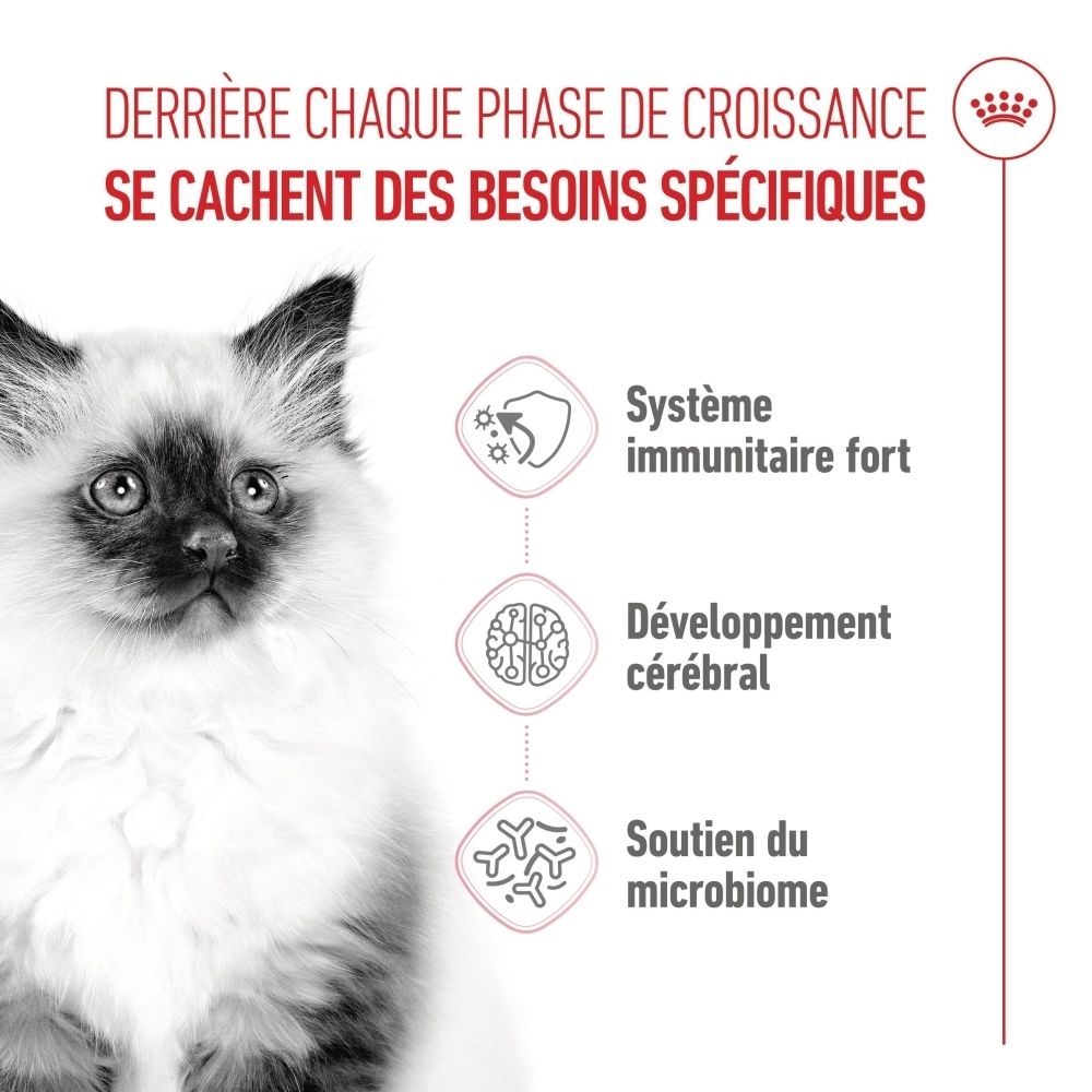 Nahaufnahme einer Katze mit Icons für starke Immunsystem, Gehirnentwicklung und Mikrobiom-Unterstützung.