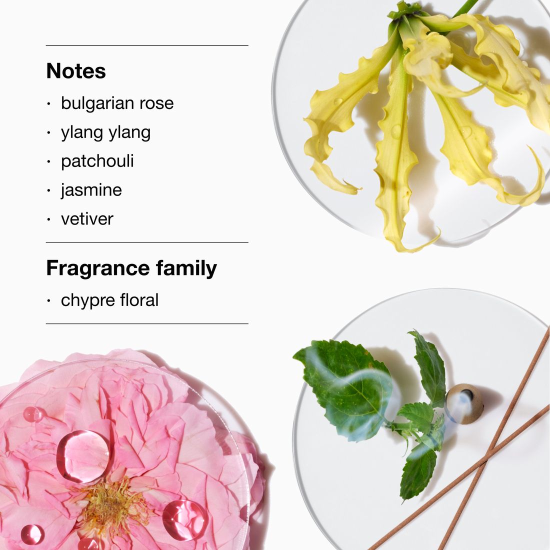 Différents ingrédients sur des assiettes blanches. Pétales de rose, feuilles, bâtonnets. Texte : Notes, famille olfactive.