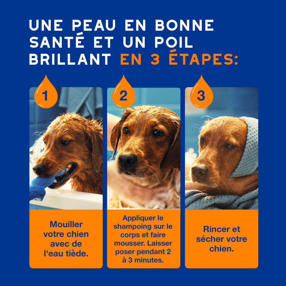 Améliore la qualité du pelage. Chien sur un tapis.