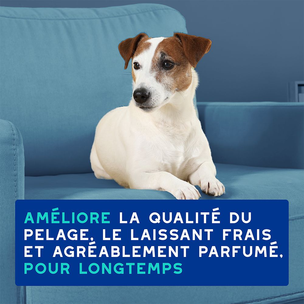 Dos du flacon de shampooing bleu. Texte multilingue. Marque : DOUXO Skin & Coat spa.