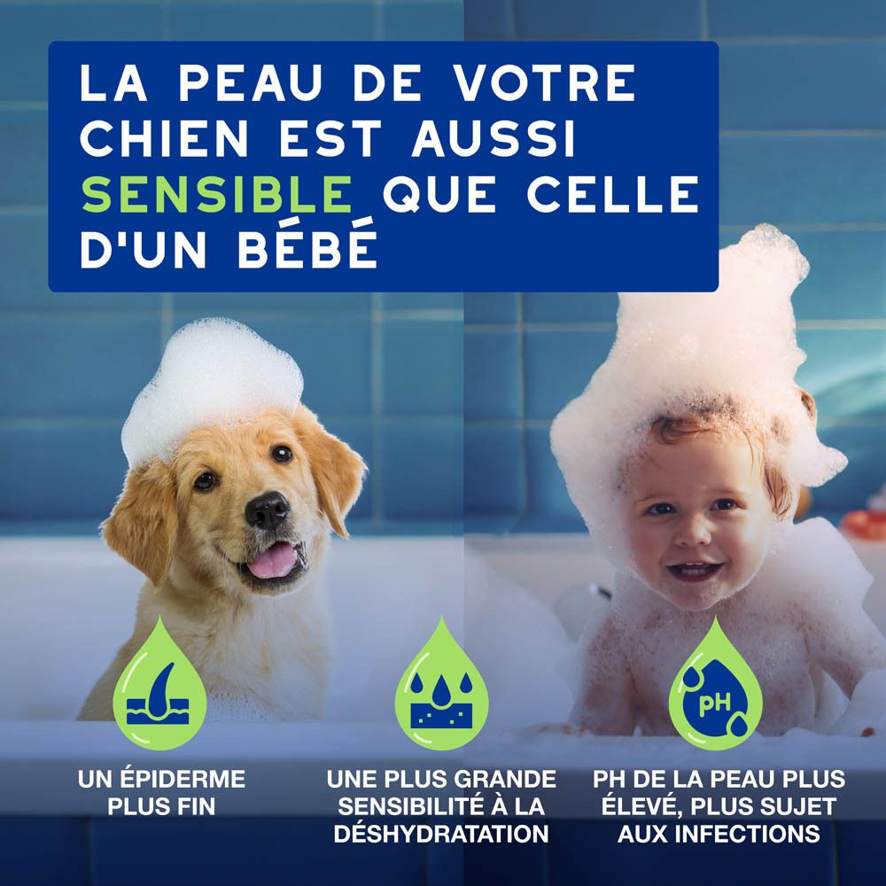 Vue arrière du flacon de shampoing bleu Douxo Spa avec texte français.