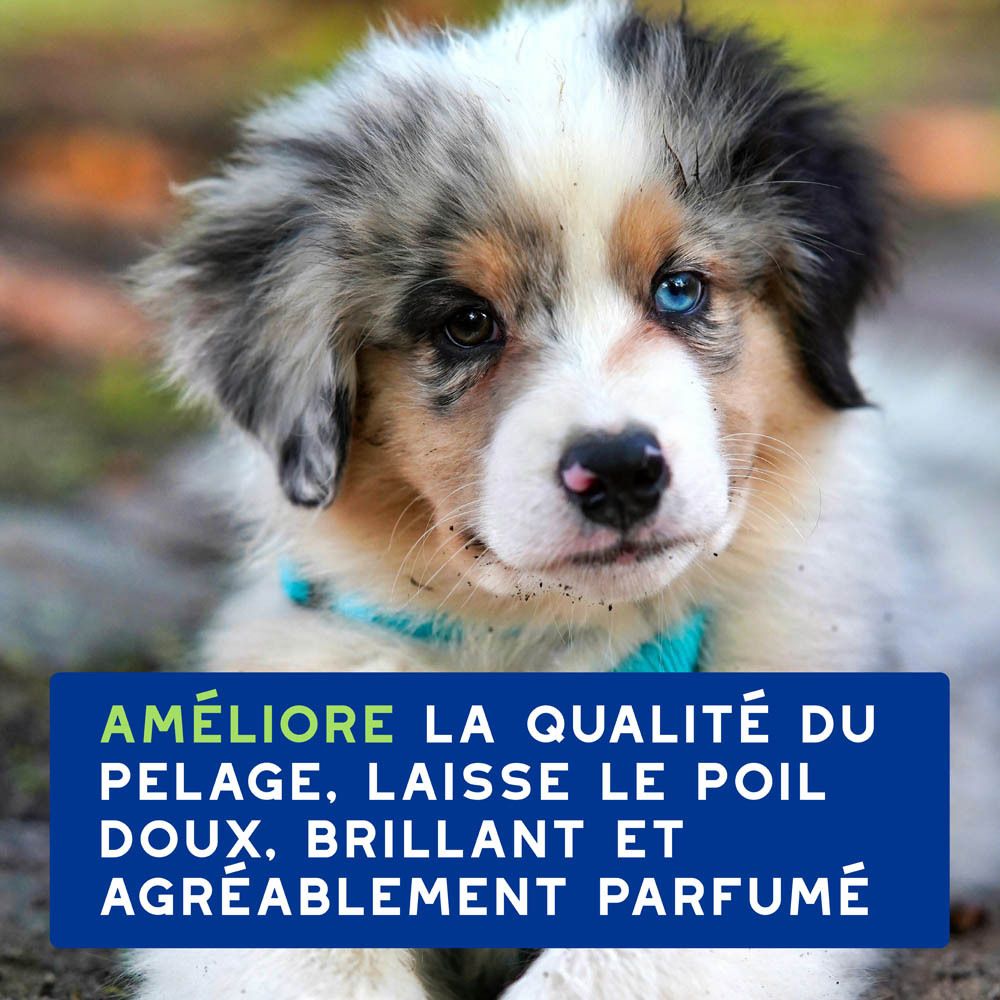 Shampoing Douxo Spa pour chiots, flacon bleu avec distributeur à pompe et texte français.